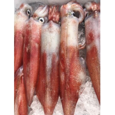 <平日着><7月～9月上旬配送予定><数量限定>お刺身用白いか(4～6尾)