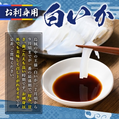 お刺身用白いか(中小サイズ/4-6尾)【7月1日-9月10日配送】