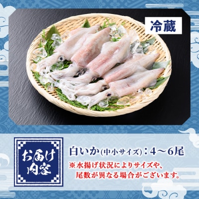 お刺身用白いか(中小サイズ/4-6尾)【7月1日-9月10日配送】