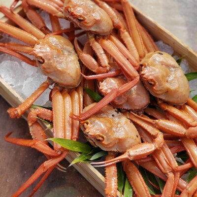 <7～8月配送不可>山陰産ボイル紅ずわいがに(姿4枚・計2kg以上)