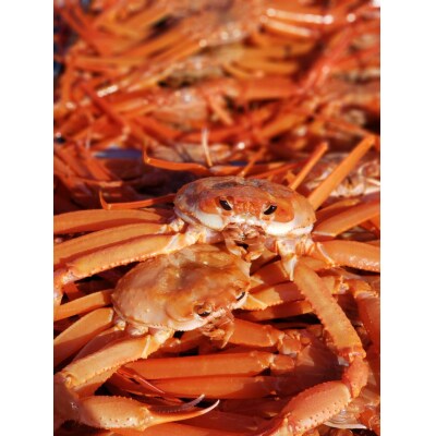 <7～8月配送不可>山陰産ボイル紅ずわいがに(姿4枚・計2kg以上)