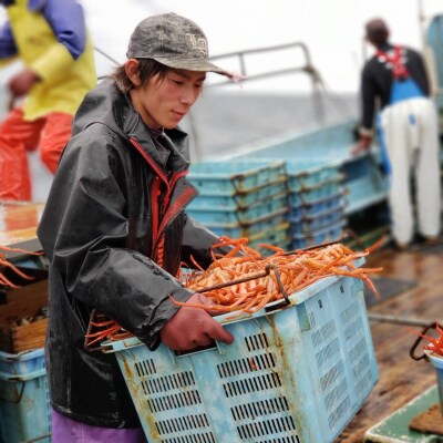 <7～8月配送不可>山陰産ボイル紅ずわいがに(姿4枚・計2kg以上)