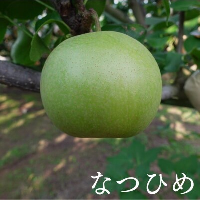 なつひめ梨(6-10玉/3kg)【8月20日-10月20日発送】