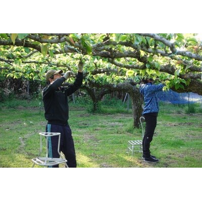 秋栄梨(5-10玉/3kg)【8月10日-9月30日発送】