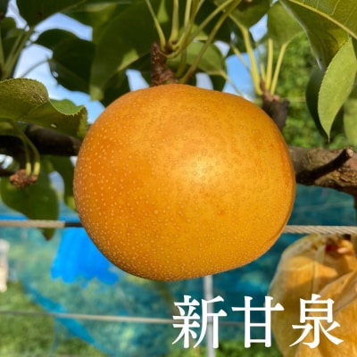 プレミアム新甘泉梨(5-8玉/3kg)【8月20日-10月20日発送】
