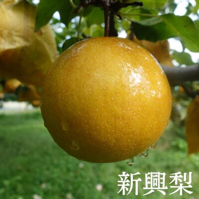 新興梨(5-10玉/3kg)【10月1日-12月31日発送】