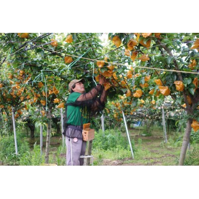 新興梨(5-10玉/3kg)【10月1日-12月31日発送】