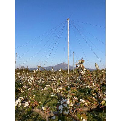新興梨(5-10玉/3kg)【10月1日-12月31日発送】