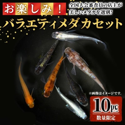 <数量限定>お楽しみ!バラエティメダカ10匹セット
