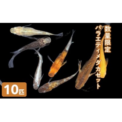 <数量限定>お楽しみ!バラエティメダカセット(10匹)