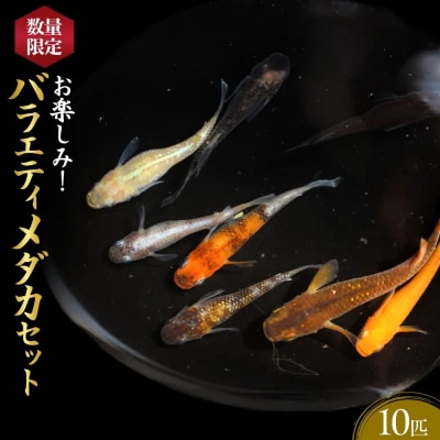 <数量限定>お楽しみ!バラエティメダカセット(10匹)