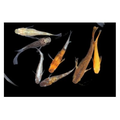 <数量限定>お楽しみ!バラエティメダカセット(10匹)