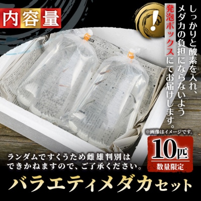<数量限定>お楽しみ!バラエティメダカ10匹セット