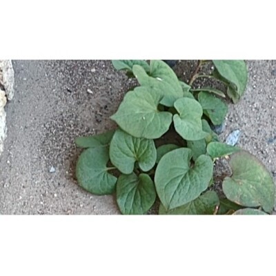 お試し野草茶　どくだみ茶(16P)