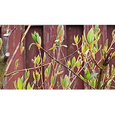お試し野草茶　クロモジ茶(16P)