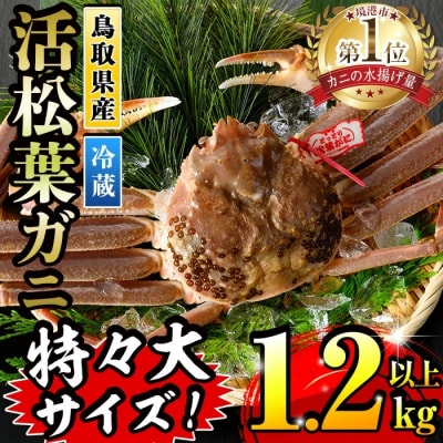 活松葉ガニ 特々大(1.2kg以上)【11月中旬～3月中旬配送】
