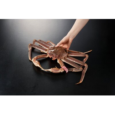 <11月中旬～3月中旬発送予定>活松葉ガニ 特々大 1.2kg以上