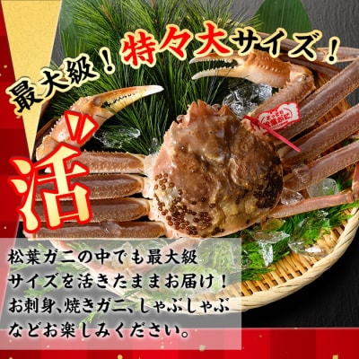 活松葉ガニ 特々大(1.2kg以上)【11月中旬～3月中旬配送】