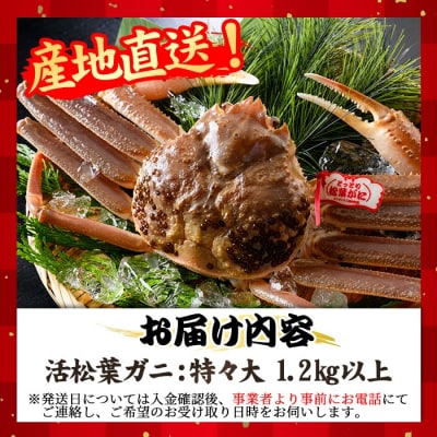 活松葉ガニ 特々大(1.2kg以上)【11月中旬～3月中旬配送】