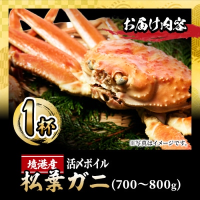 <訳あり>活〆ボイル松葉蟹(700～800g)【11月中旬から順次発送】
