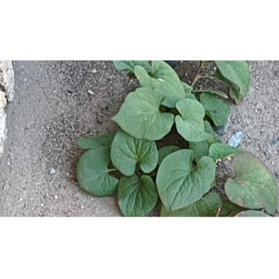 野草茶バラエティーBセット(計48袋)