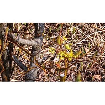野草茶バラエティーBセット(計48袋)