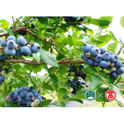 <奥大山ブルーベリーファーム>冷凍ブルーベリー(500g×2P・計1kg)