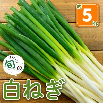 白ねぎ(約5kg)<11月上旬～3月下旬発送予定>