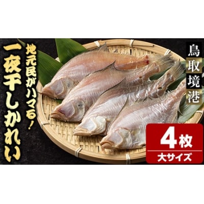 一夜干しかれい 大サイズ!(4枚)