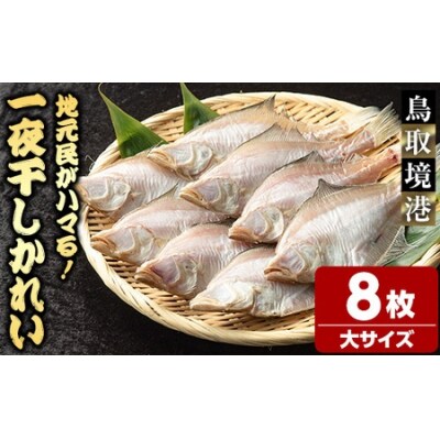一夜干しかれい 大サイズ!(8枚) 