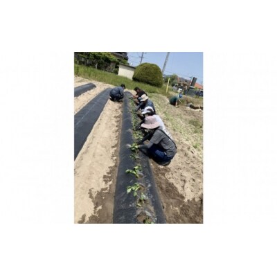 <数量限定>浜の干し芋・芋けんぴセット(計5袋)