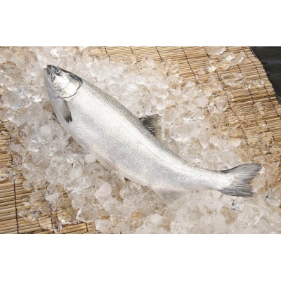 <数量限定>氷温 熟成 境港サーモン3種セット(8切)