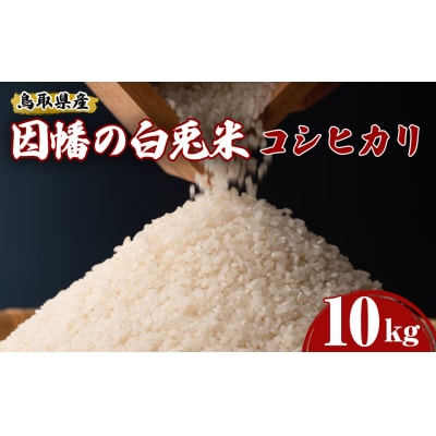 【因幡の白兎米】令和7年産新米コシヒカリ10kg(5kg×2袋)
