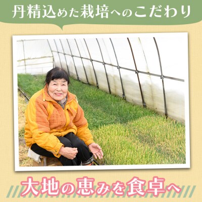 <定期便3回>白ねぎ(約5kg×3回・計15kg)<11月上旬～3月下旬発送予定>