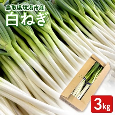 <11月上旬～4月下旬発送予定>白ねぎ(3kg)