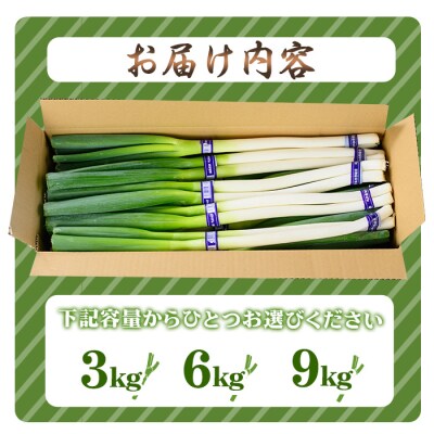 <11月上旬～4月下旬発送予定>白ねぎ(3kg)
