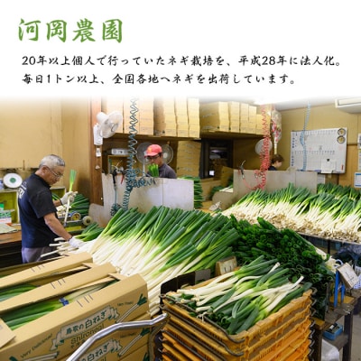 <11月上旬～4月下旬発送予定>白ねぎ(6kg)