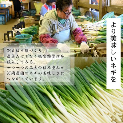 <11月上旬～4月下旬発送予定>白ねぎ(3kg/定期便3回・計9kg)