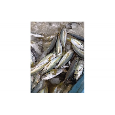 鳥取県産こだわりのアジフィーレフライ(計1.8kg)