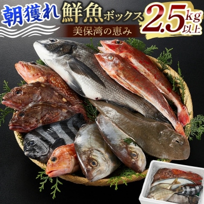 <金～日着※指定日不可><期間限定><4月上旬～10月末頃発送予定>朝獲れ鮮魚ボックス「美保湾の恵み