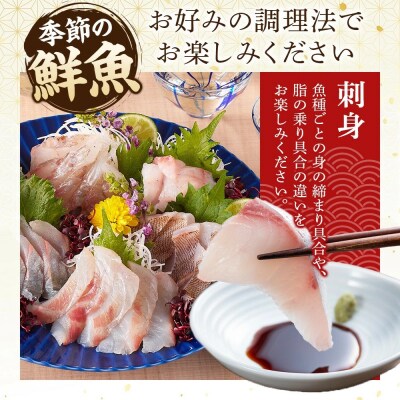 <金～日着※指定日不可><期間限定><4月上旬～10月末頃発送予定>朝獲れ鮮魚ボックス「美保湾の恵み