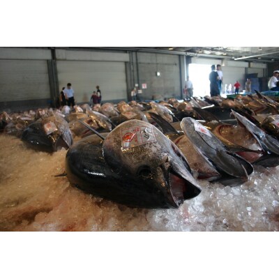 <土日祝着><6月上旬～7月上旬発送予定>サクでお届け!近海天然黒マグロ(約400～500g)