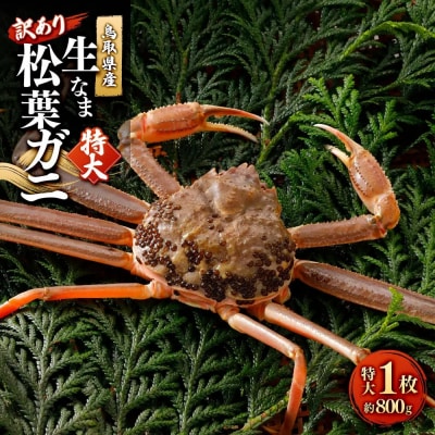<11月中旬～2月下旬配送予定>鳥取県産　訳あり生松葉ガニ(特大1枚)