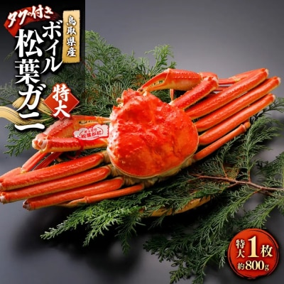 <11月中旬～2月下旬配送予定>鳥取県産ボイル松葉ガニ(タグ付き)特大1枚