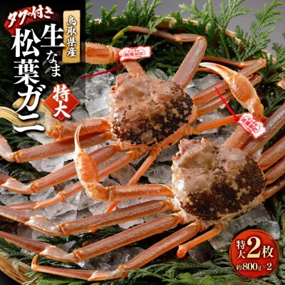 <11月中旬～2月下旬配送予定>鳥取県産　生松葉ガニ(タグ付き)特大2枚