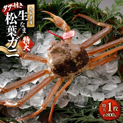 <11月中旬～2月下旬配送予定>鳥取県産　生松葉ガニ(タグ付き)特大1枚