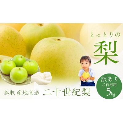 鳥取県産 梨 訳あり ご自宅用 二十世紀梨 5kg