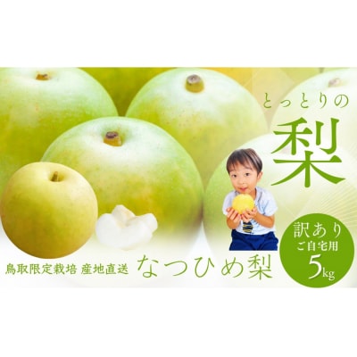 鳥取県産 梨 訳あり ご自宅用 なつひめ 5kg 