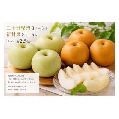 食べ比べセット】鳥取県産 二十世紀梨 新甘泉 約2.5キロ | 鳥取県境港