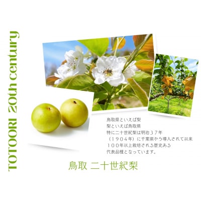 鳥取県産 梨 優品 ご自宅用 二十世紀梨 5kg